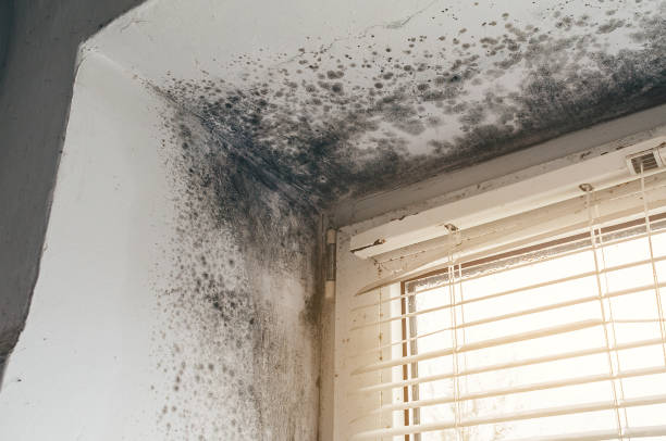 Trusted Bathroom Mold Removal service in Kingston, PA - Cheap Mold Removal